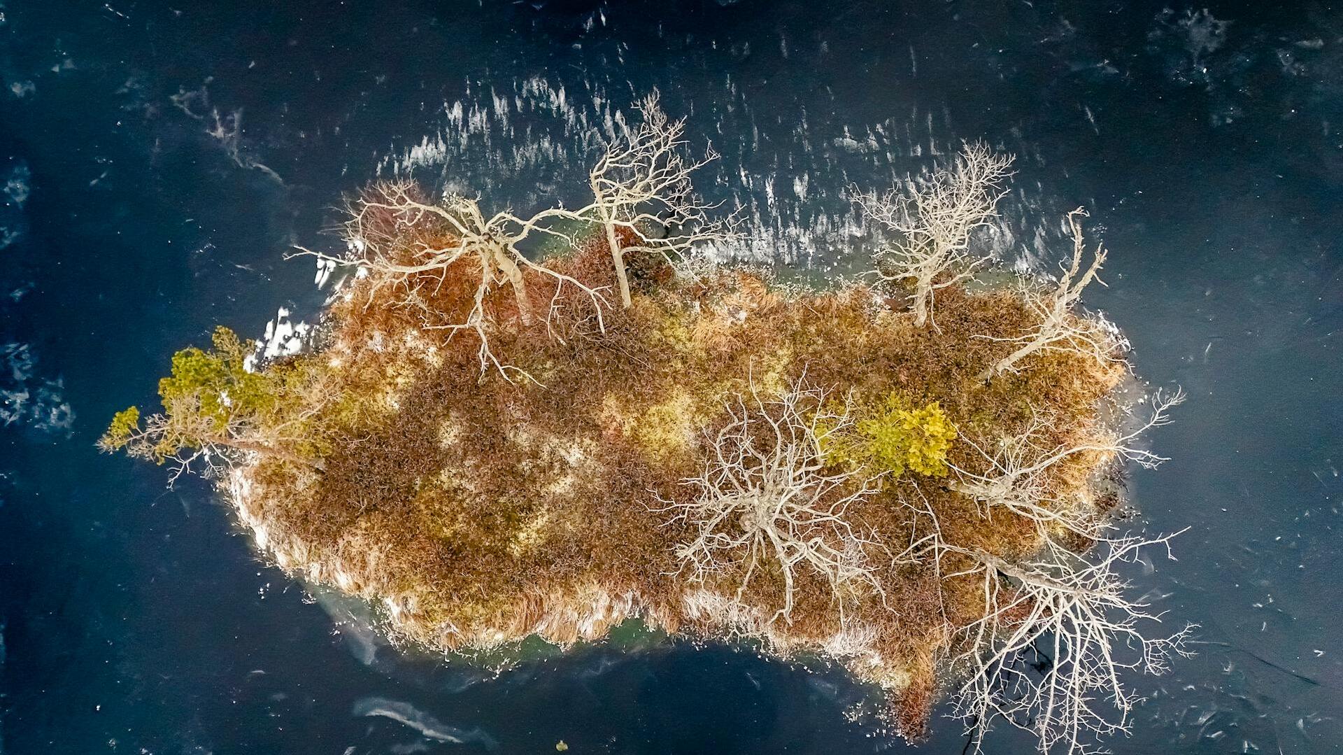 Un estudio confirma que la neurogénesis continúa en el cerebro humano durante toda la vida