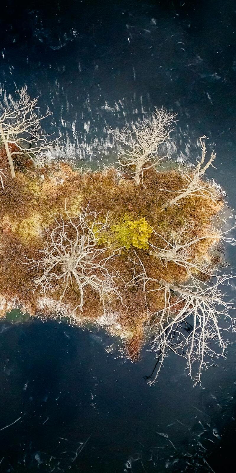  Imagen Un estudio confirma que la neurogénesis continúa en el cerebro humano durante toda la vida noticia