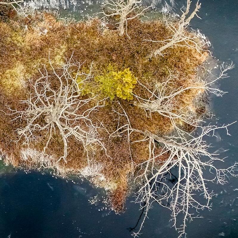  Imagen Un estudio confirma que la neurogénesis continúa en el cerebro humano durante toda la vida noticia